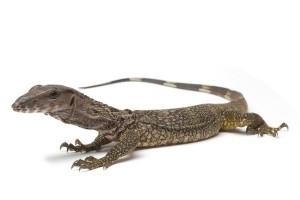 Varanus rudicollis, juvéniles